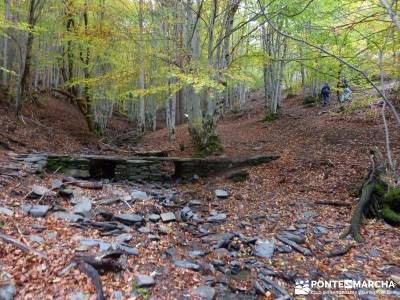 Hayedo de Tejera Negra [Serie Clásica];senderismo picos europa excursiones a la montaña